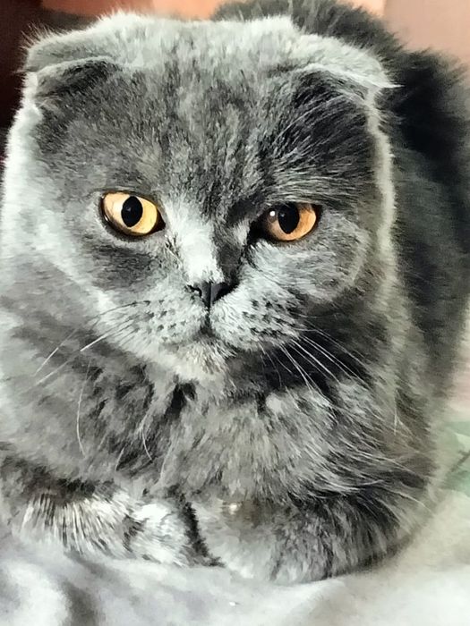 Кот Шотландский веслоухий