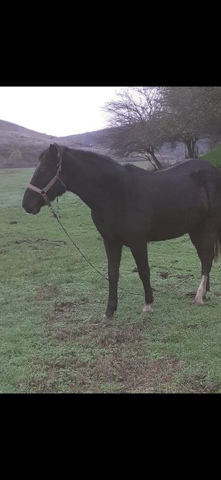 Vand 2 vaci si o iapa