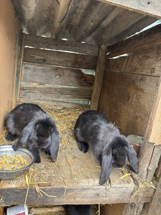 Femele berbec german