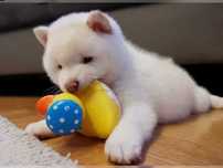 Shiba Inu alb pur de vanzare. Superb, Livrare!