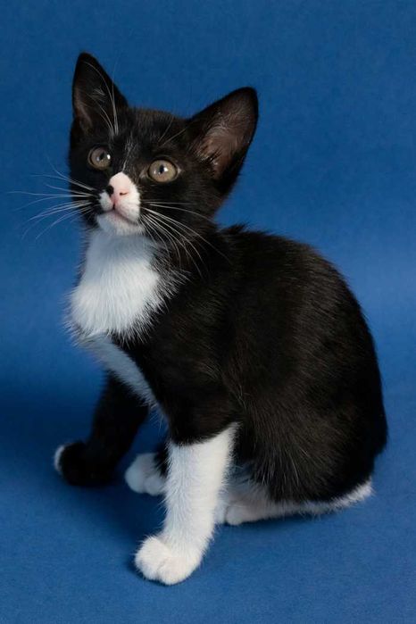 Котета на 3 месеца търсят дом