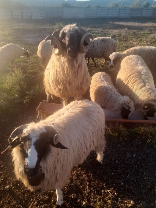 Vand berbec stramior