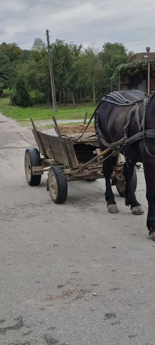 Iapa 3 ani gestanta in 2 luni buna pentru lucru.