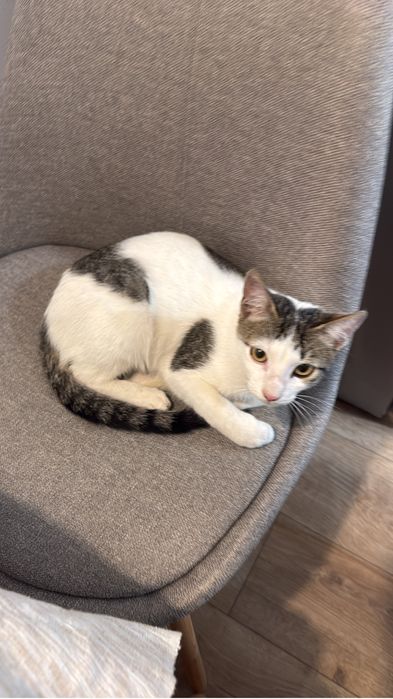 Adoptie motan de aproximativ 6 luni, fara niciun ban