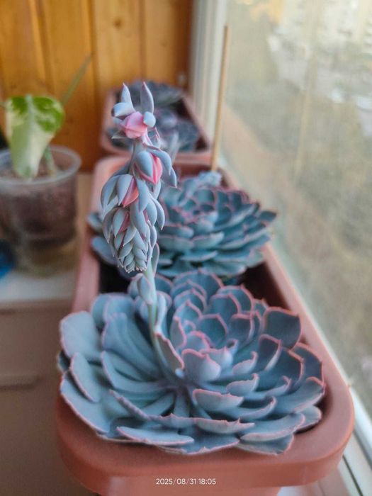 Каменная роза продаются те что на фото (только последнее пример)