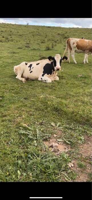 Vând 10 vaci holstain si o bălțata gestanta!