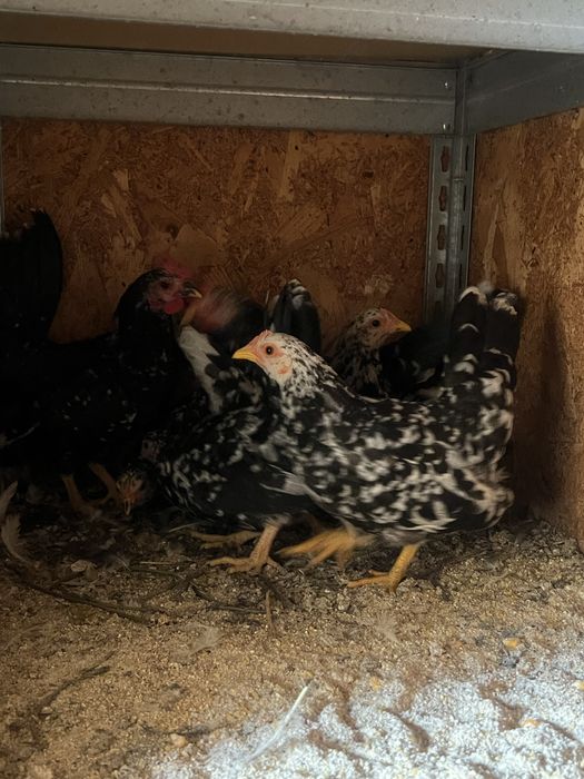 Chabo bobat tineri 2025 (2+5)