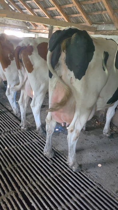 Disponibile vaci holstain