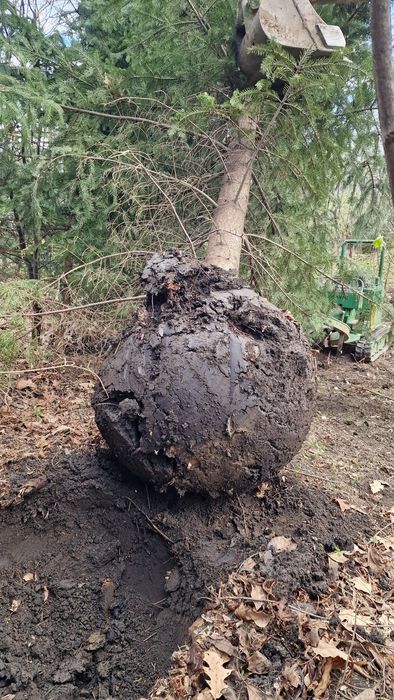 Transplantari copaci cu utilaj specializat