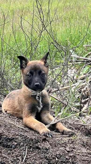 Adoptie o catelusa si un catel