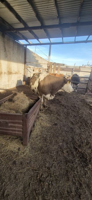 Продам корову с телёнком