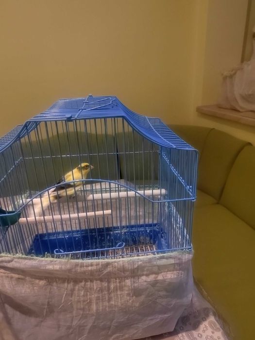 Канари канари канари