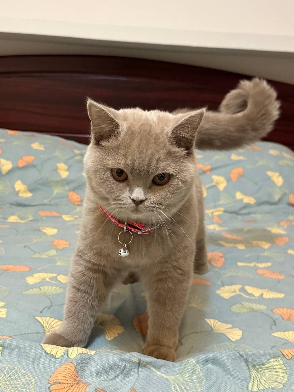 Кошка скоттиш Страйт
