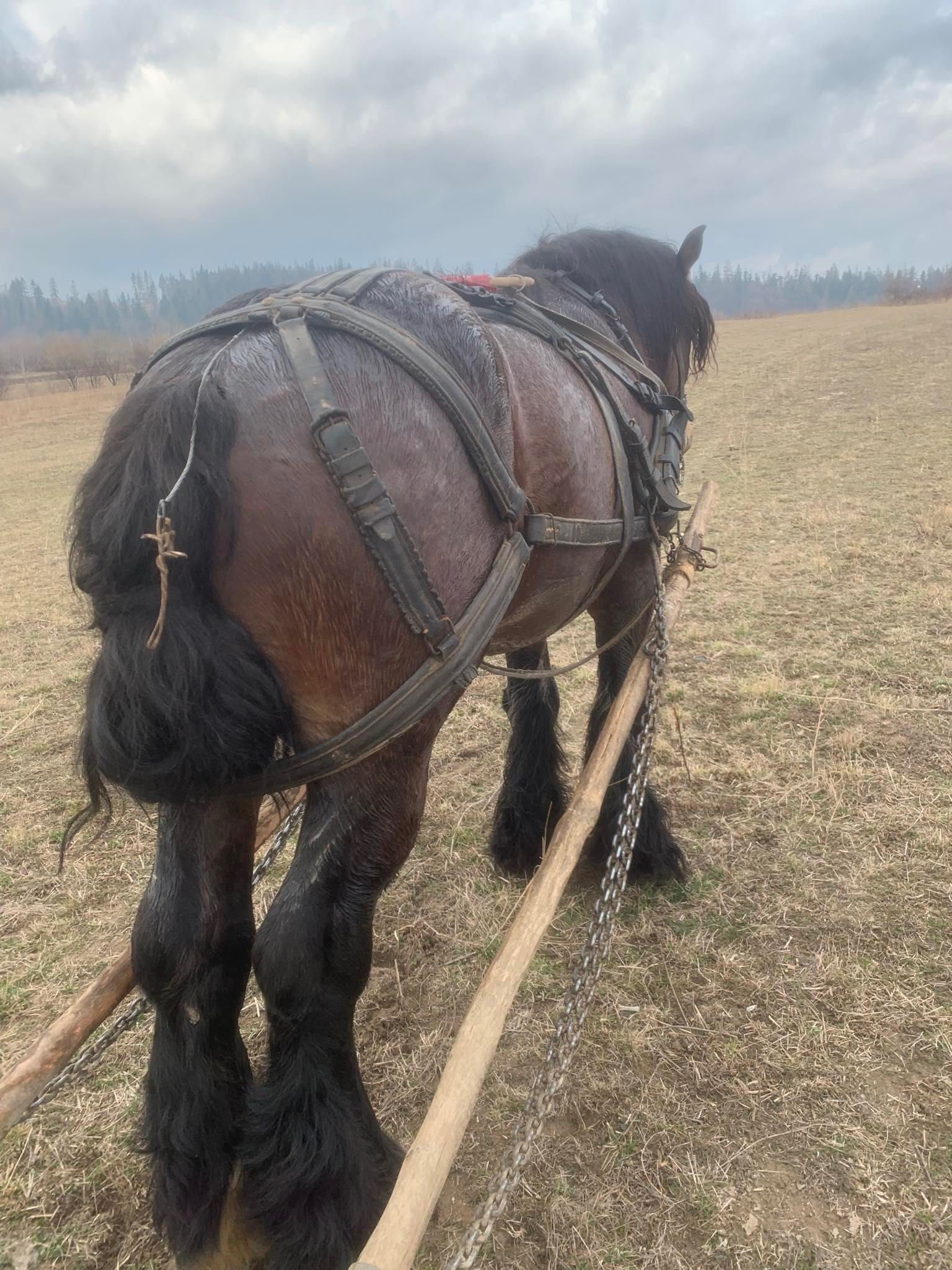 Armăsar de 3 ani jumate foarte cuminte