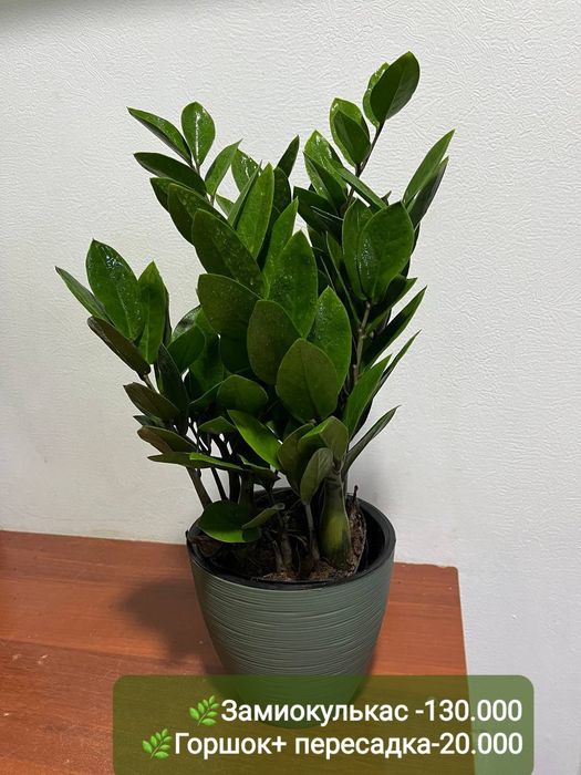 Асплениум криспи , Замиокулькас, Алоказия, Папоротник и др растения