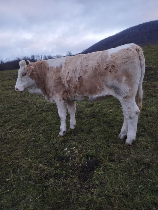 Vând juninci gestante și frumoase