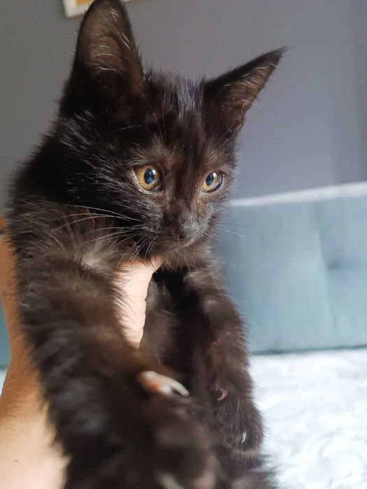 Котенок в добрые руки