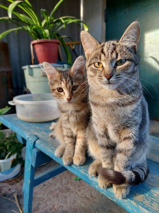 Котенок девочка 3мес.