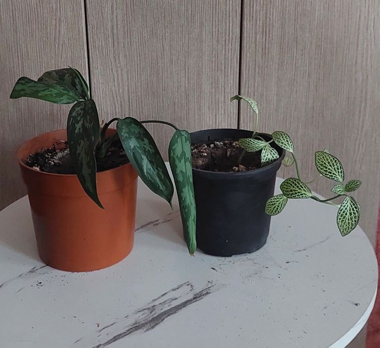 Продам Аглаонему, Калатею, Фиттонию, Юкку