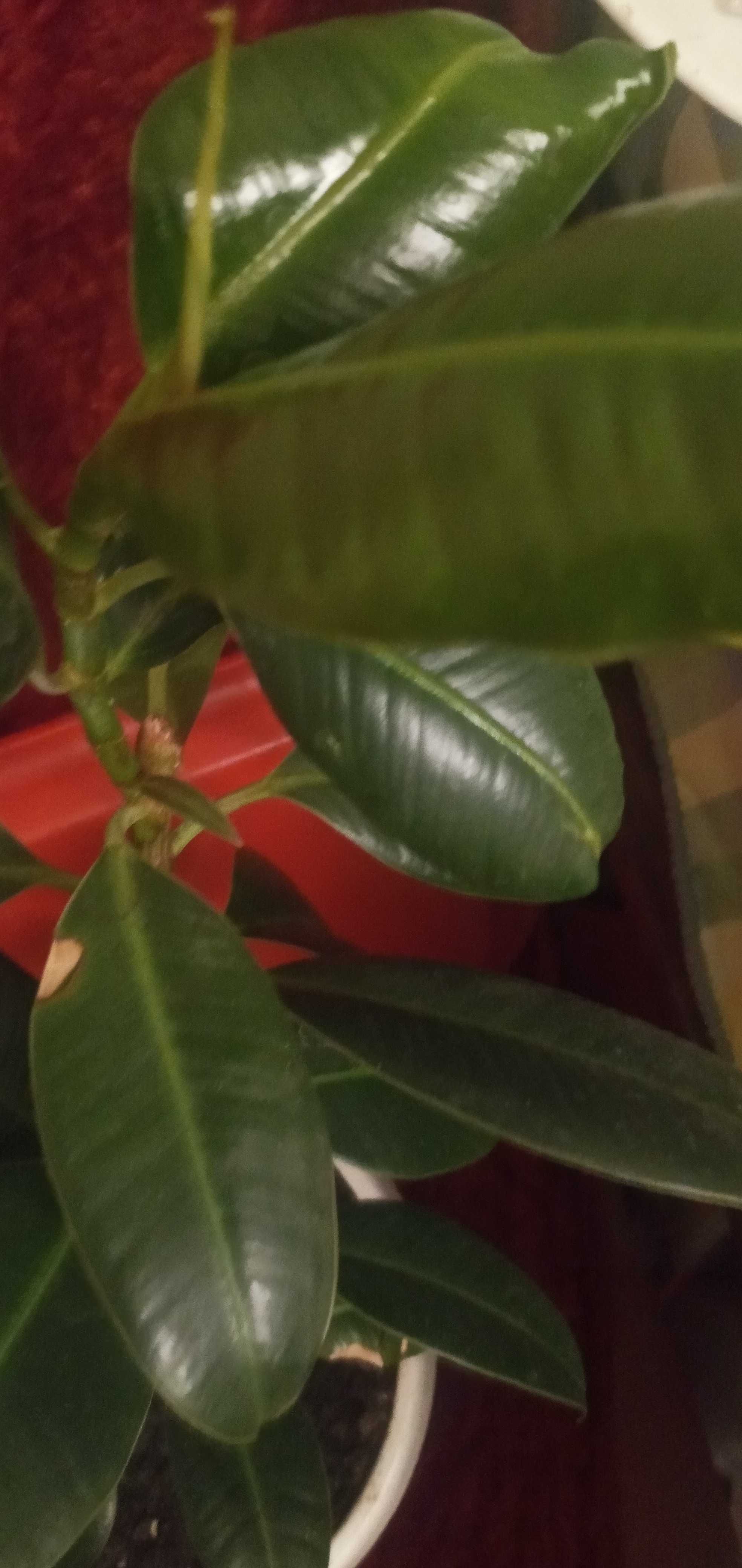 Цветок зеленый  фикус  каучконосый очищает воздух