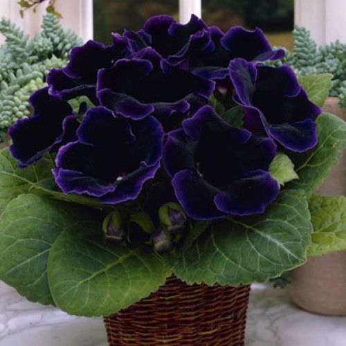 Bulbi mari de gloxinia 7 culori diferite la numai 10 lei/bulb