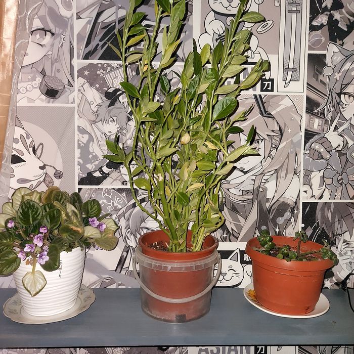 Продам комнатные растения, цветы