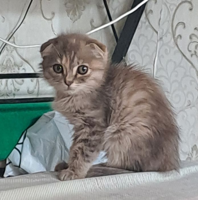 Котёнок вислоушка