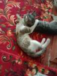 Котята в хорошие руки