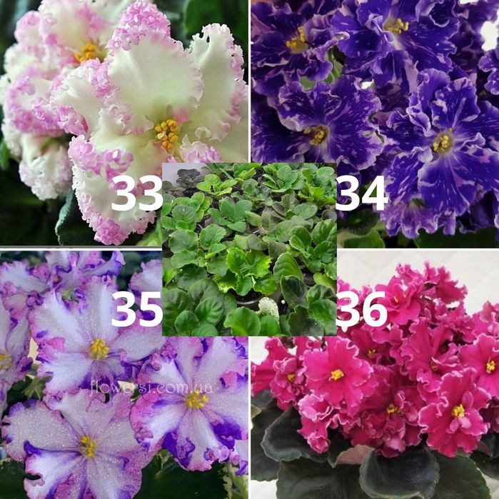 Сортовые фиалки (детки)