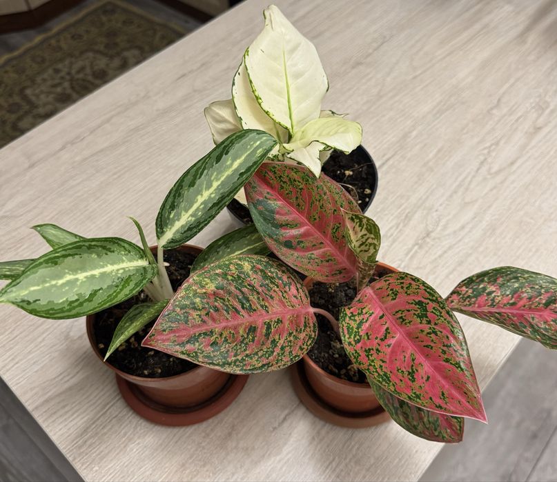 Комнатные растение