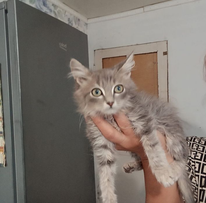 Отдам котёночка в добрые руки