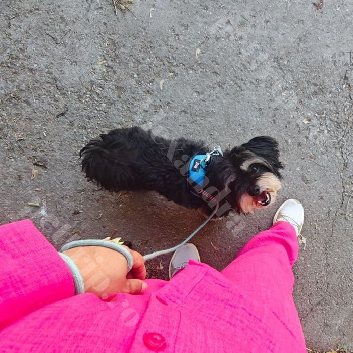 Cazare animale/Pet sitter/Plimbare căței/Vizite