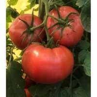 Seminte tomate roz Pink Sky F1 100 sem