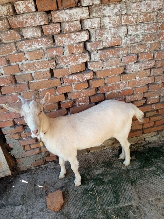 Яре на 8 месеца 7лв кг.