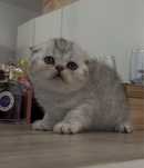 Pisic Scottish Fold