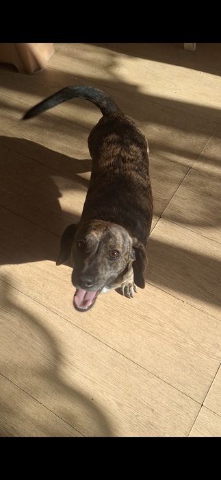 Donez pincheri pitici