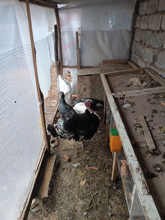 Курка 3 та тухумга кирган 1 та хорози