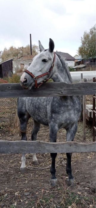 Продам кабылу орловской породы
