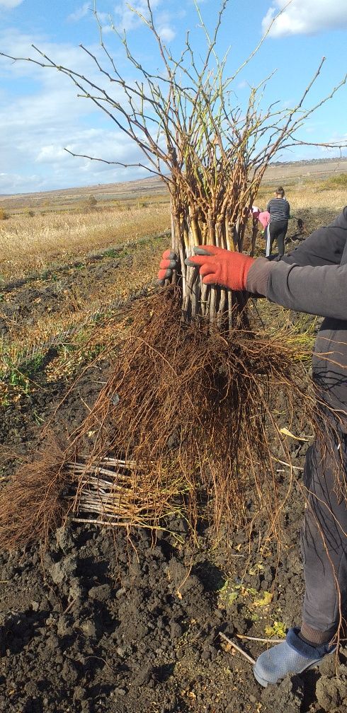 Producător vand butasi vita de vie soiuri de masa si de vin