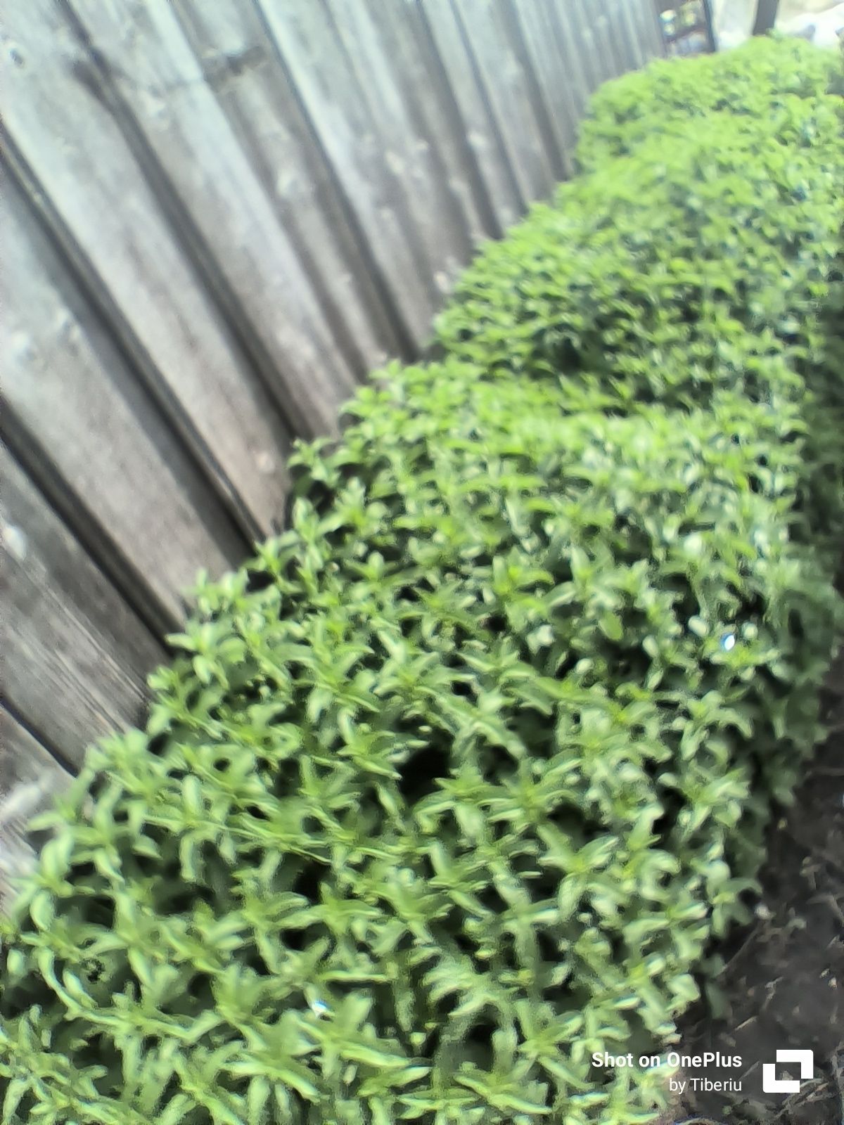 Răsad.Răsaduri Roșii autohtone.Plante.Legume.Ardei.Vinete.Menta