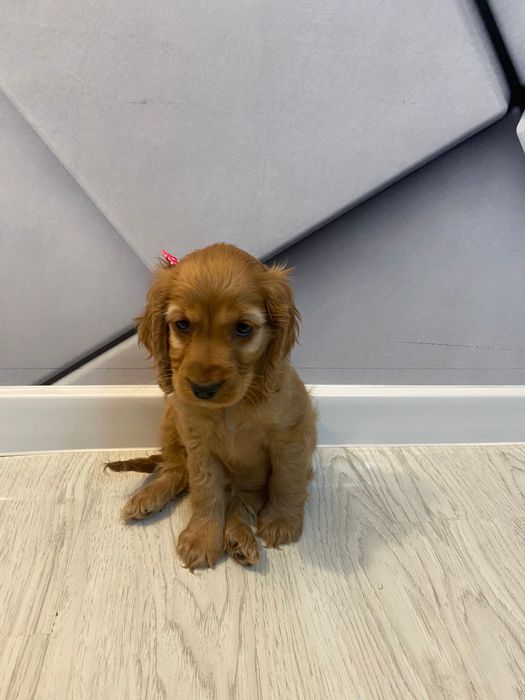 Coker Spaniel 2 luni
