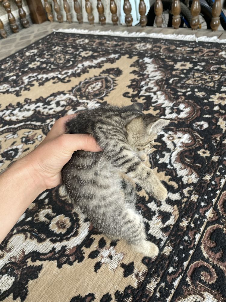 Бесплатно котята