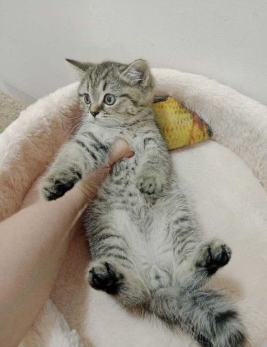 Роскошные котята