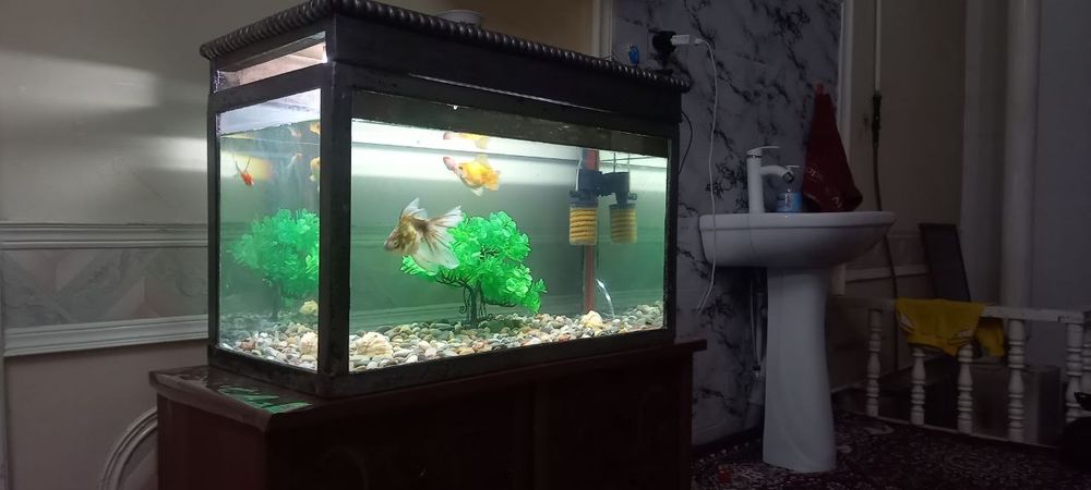 Akvarum,baliqlari hamma narsasi bilan