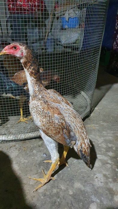 Makiyonlar sotiladi qoni tozza