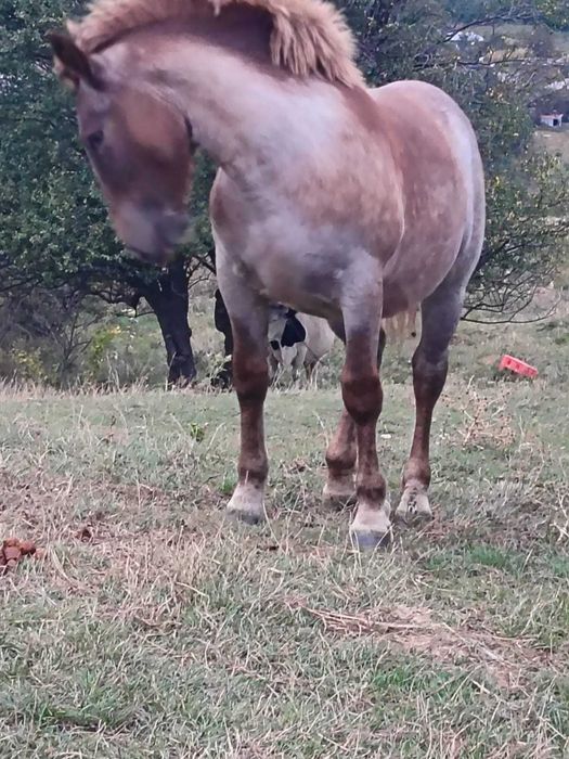 Mânză în vârstă de 7 luni
