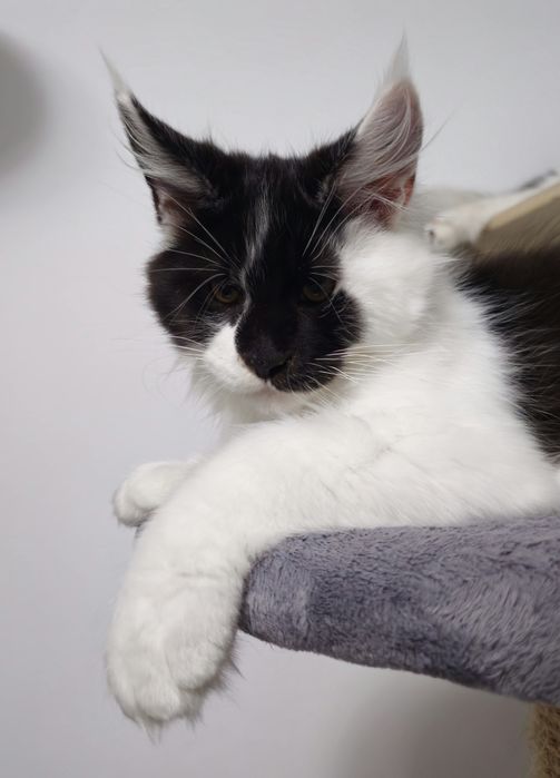 Maine Coon cu pedigree, puiuț sănătos, gata de joacă