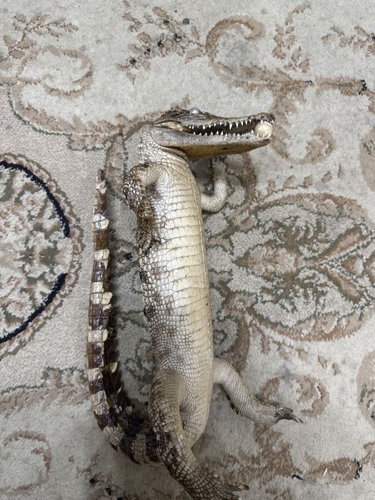 Xaqiqiy krokodil terisidan ishlangan Krokodil (Vietnam)