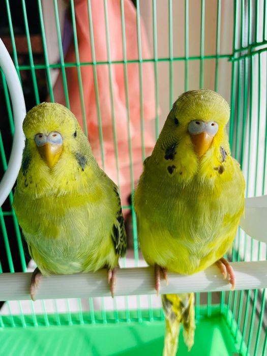 Попугай комплект