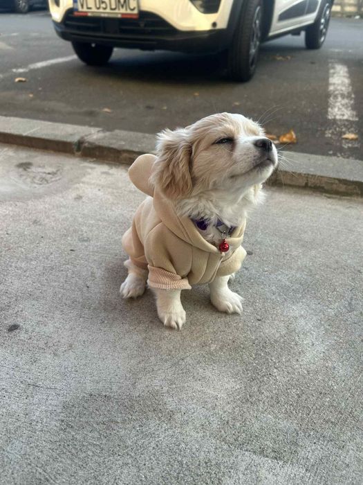 Bichon Metis 2 luni